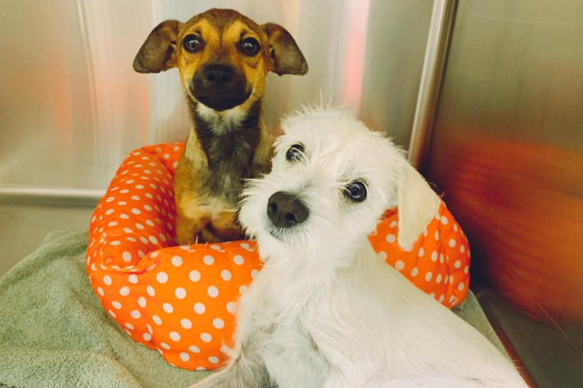 Shelter Vet in Kingman Humane Society of Mohave County