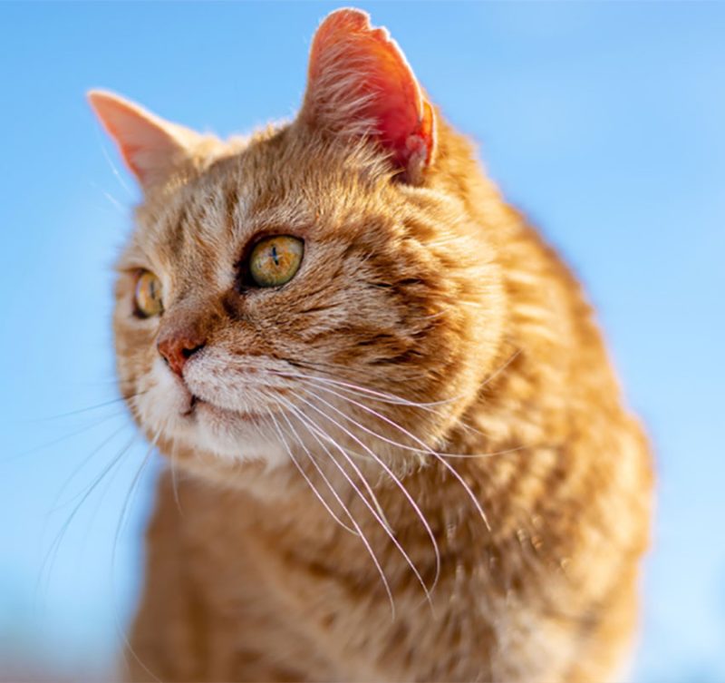 Pain Management Vet in Kingman Humane Society of Mohave County